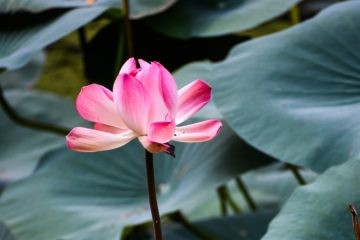 Blooming Magenta Lotus