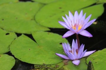 Two Light Purple Lotuses