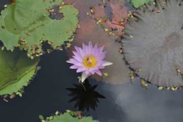 Top View of Pink Lotus with Small Leaves and Lilly Pads